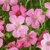 Geranium Rose Clair