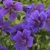 Geranium Rosemor