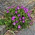 Geranium Max Frei