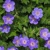 Geranium Baby Blue