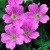 Geranium Claridge Druce