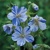 Geranium Splish Splash