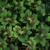 Geranium Samobor