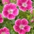 Geranium Elke