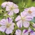 Geranium Akaton