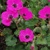 Geranium Subcaulescens