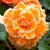 Begonia Picotee Lace Orange