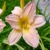 Laliovka Beauty Of Esther