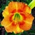 Laliovka Pizzicato