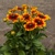 Rudbekia Kissing
