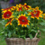 Rudbekia Mia