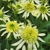 Echinacea Double Lime