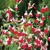 Salvia Hotlips