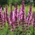 Salvia Bright Rose