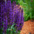 Salvia Deep Violet