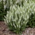 Salvia Compact White