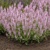 Salvia Feathers Flamengo