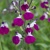 Salvia Amethyst Lips