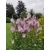 Sidalcea Elsie Heugh