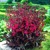 Lobelia Russian Princess