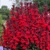 Lobelia Starship Scarlet