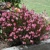 Gaura Cherry Brandy