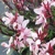 Gaura Gaudi Pink