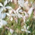 Gaura Elurra White