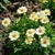 Coreopsis Uptick Cream