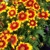 Coreopsis Uptick Gold and Bronze