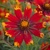 Coreopsis Ladybird