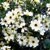 Coreopsis Fools Gold