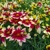 Coreopsis Sunstar Rose