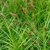 Tráva Carex Muskingumensis