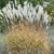 Tráva Miscanthus Sommerfeder