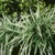 Tráva Carex Variegata