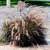 Tráva Pennisetum Rubrum