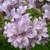 Campanula Loddon Anna