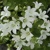 Campanula White Pouffe