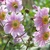 Veternica Mont Rose