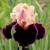 Iris Maroccan Magic