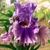 Iris Berry Scary
