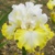 Iris Smiling Faces
