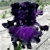 Iris Shadows Of Night