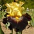 Iris Pirate Ahoy