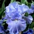 Iris Pacific Destiny