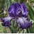 Iris Celestial Explosion