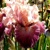 Iris Full Of Magic