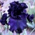 Iris Black Phantom