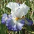 Iris Brilliant Idea